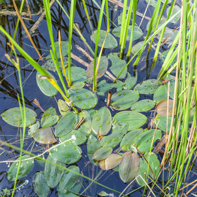Schwimmendes Laichkraut - Potamogeton natans - Willemse