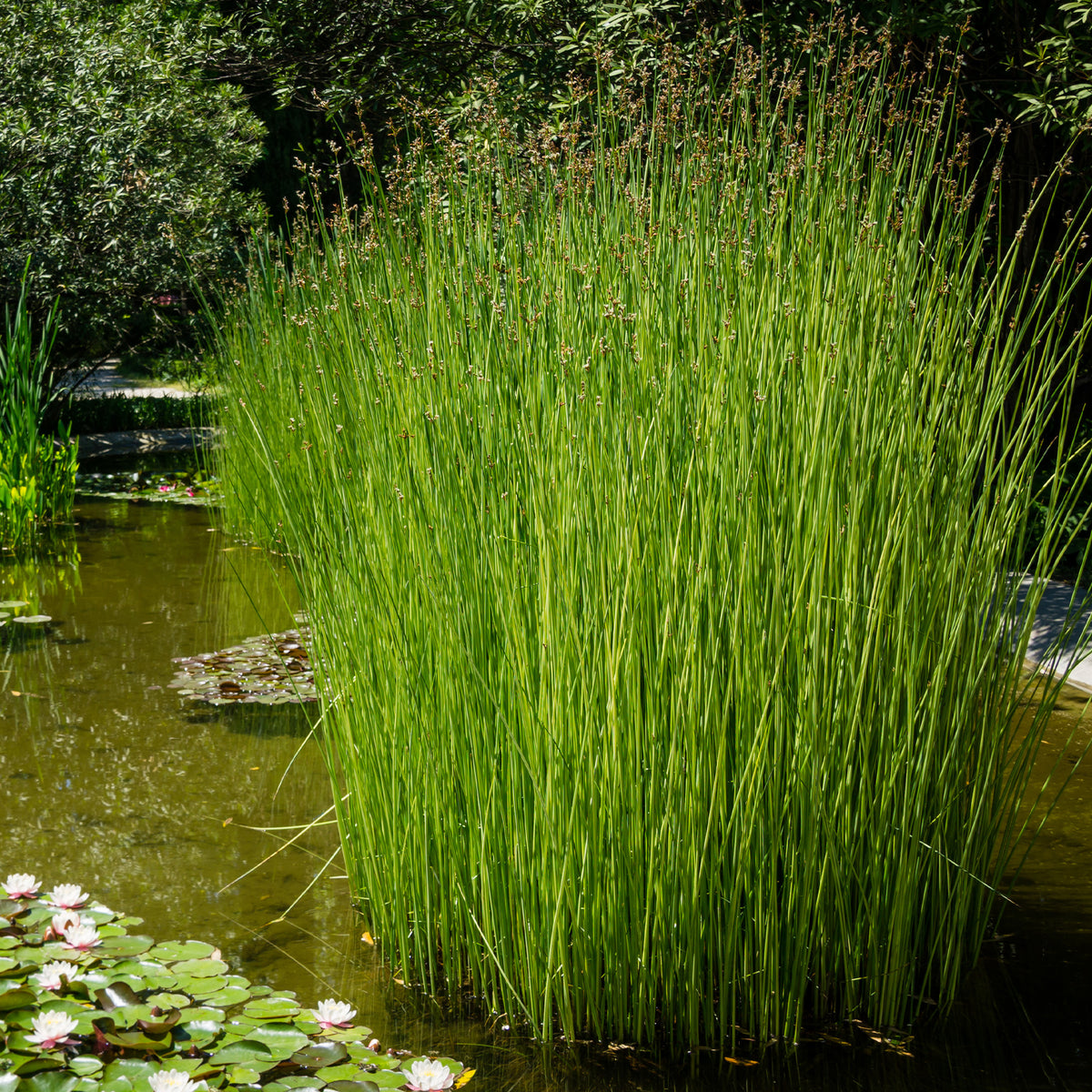 Teichbinse - Schoenoplectus lacustris - Willemse