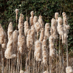 Typha latifolia - Breitblättriger Rohrkolben - Schilfe
