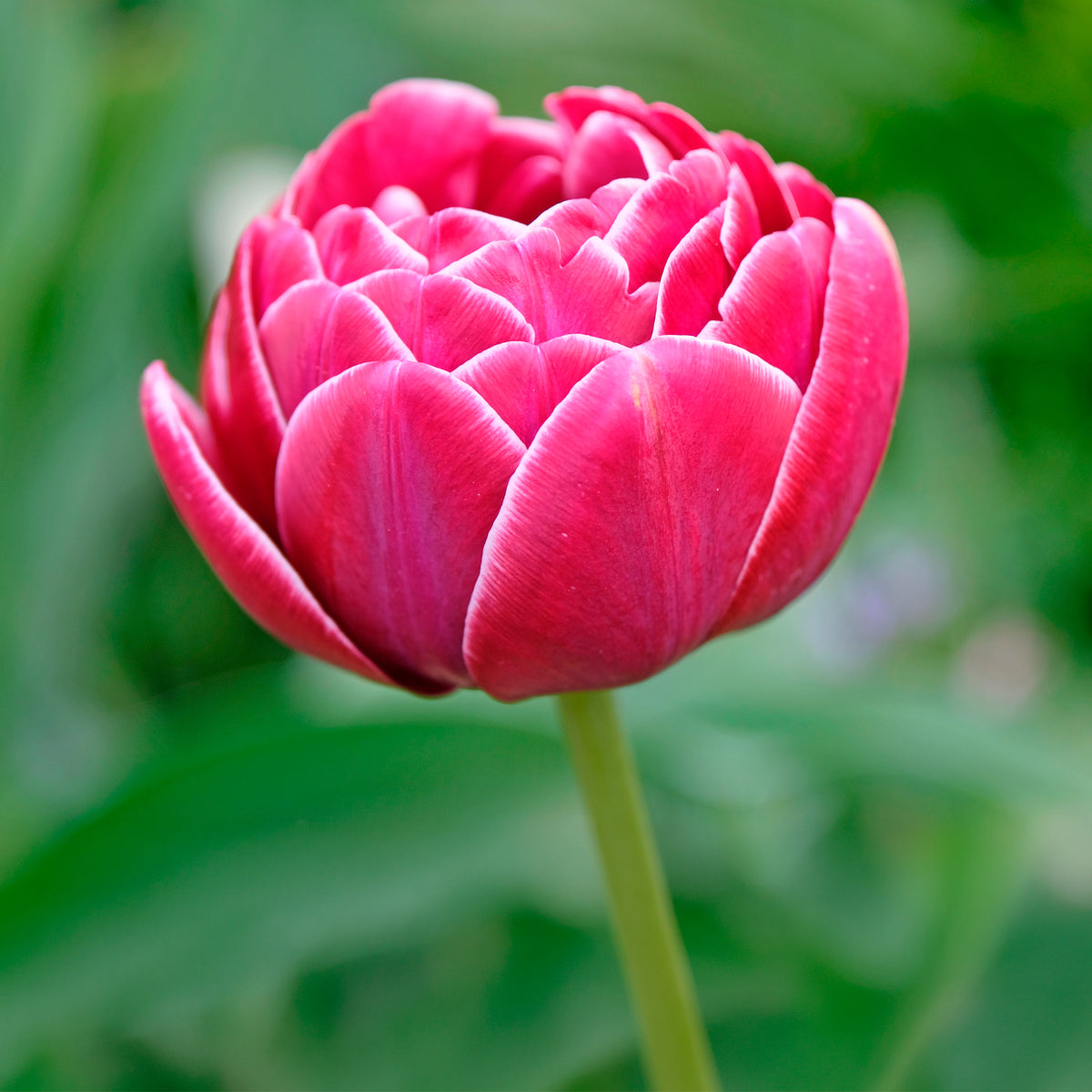 Tulpe Dream Touch (x7)