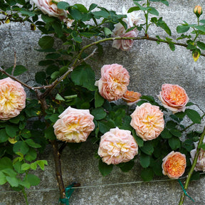 Kletterrose ‘Gloire de Dijon’ - Rosa grimpant gloire de dijon - Willemse
