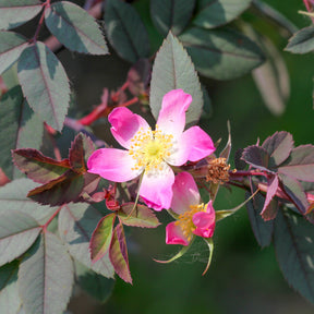 Rotblatt-Rose Glauca - Rosa glauca - Willemse