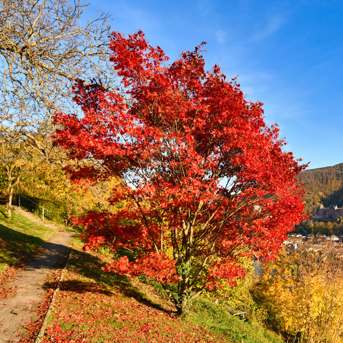 Feuerahorn - Acer ginnala - Willemse