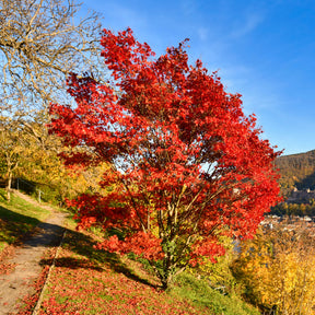 Feuerahorn - Acer ginnala - Willemse