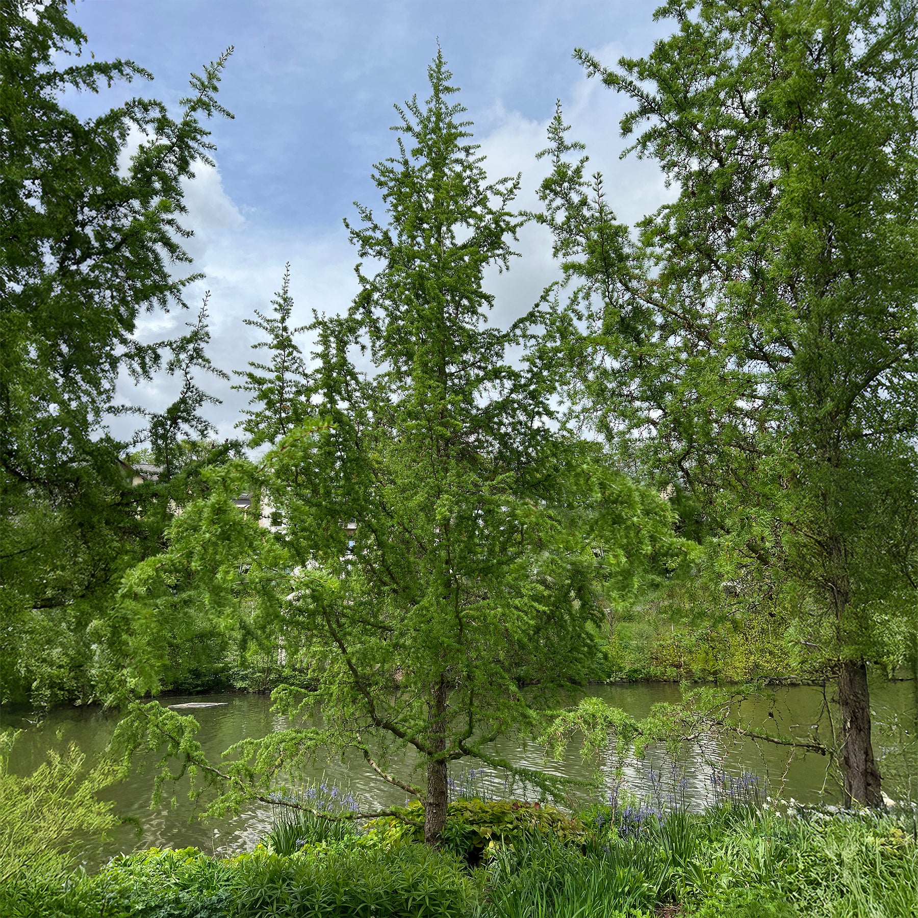 Larix kaempferi - Japanische Lärche - Lärche