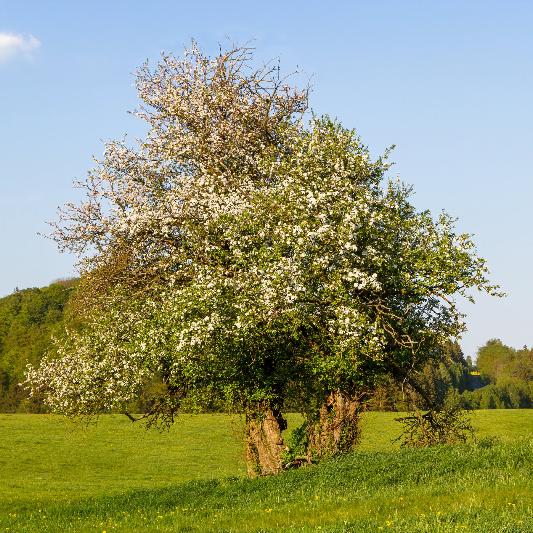 Holzapfel - Malus sylvestris - Willemse