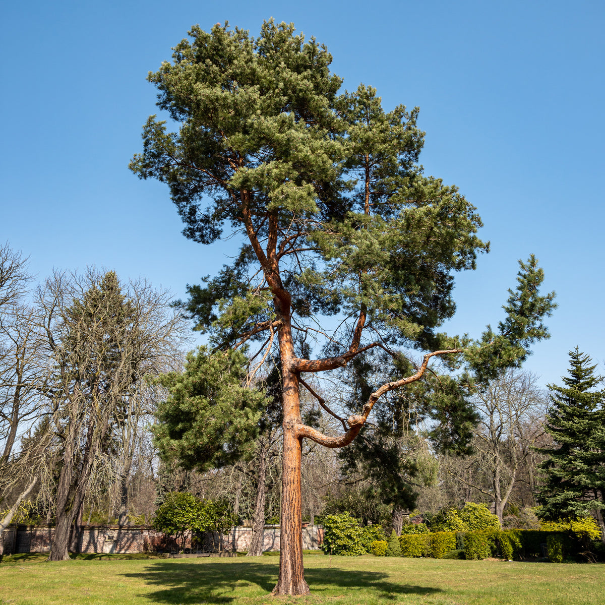 Waldkiefer