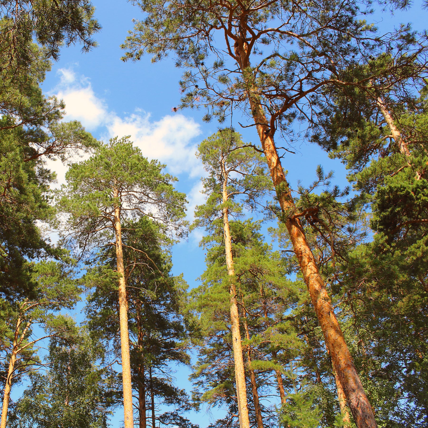 Waldkiefer - Pinus sylvestris - Willemse