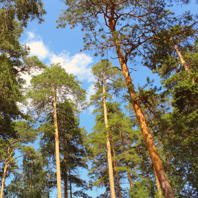 Waldkiefer - Pinus sylvestris - Willemse
