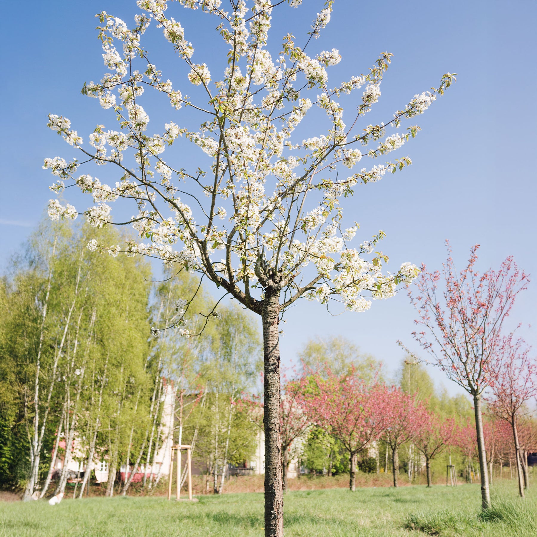 Vogelkirsche - Prunus avium - Willemse