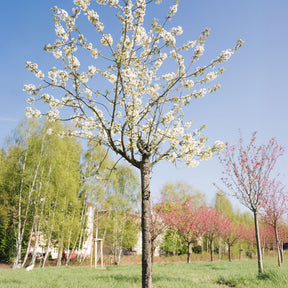 Vogelkirsche - Prunus avium - Willemse