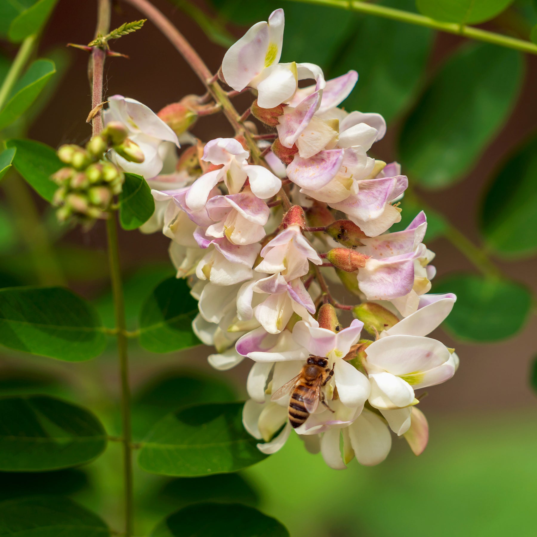 Robinia pseudoacacia - Robinie - Blühende Bäume
