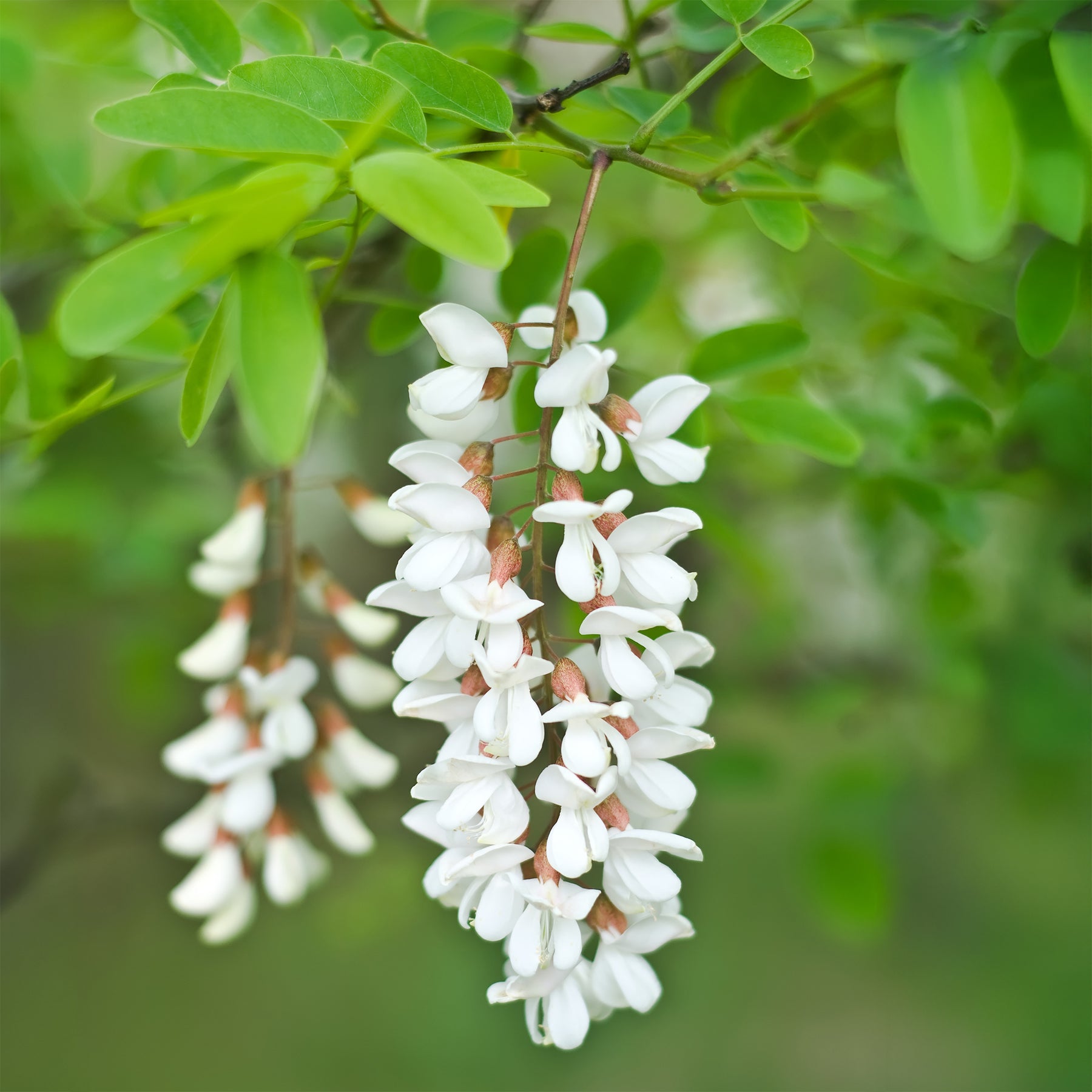 Robinie - Robinia pseudoacacia - Willemse