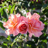 Rosa Aprikola ® - Beetrose Aprikola® - Duftrosen