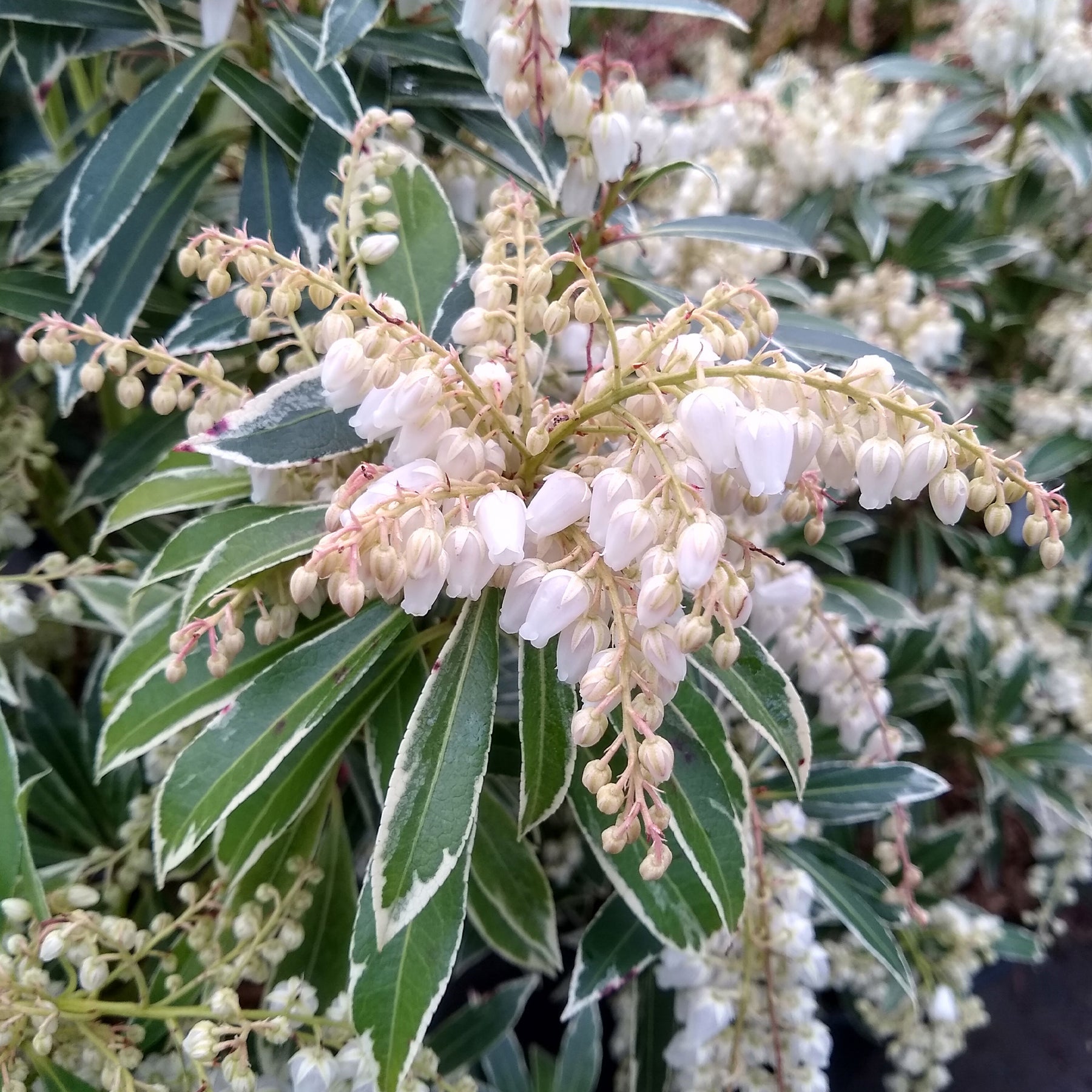 Balkonblumen - Bunte Lavendelheide - Pieris japonica Flaming Silver