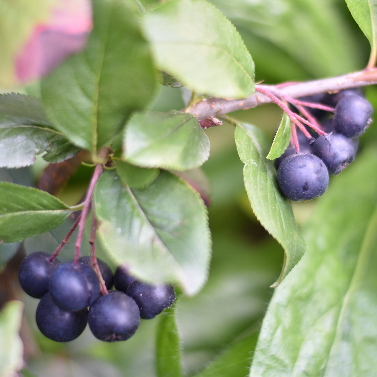Schwarzfruchtige Apfelbeere Nero - Willemse