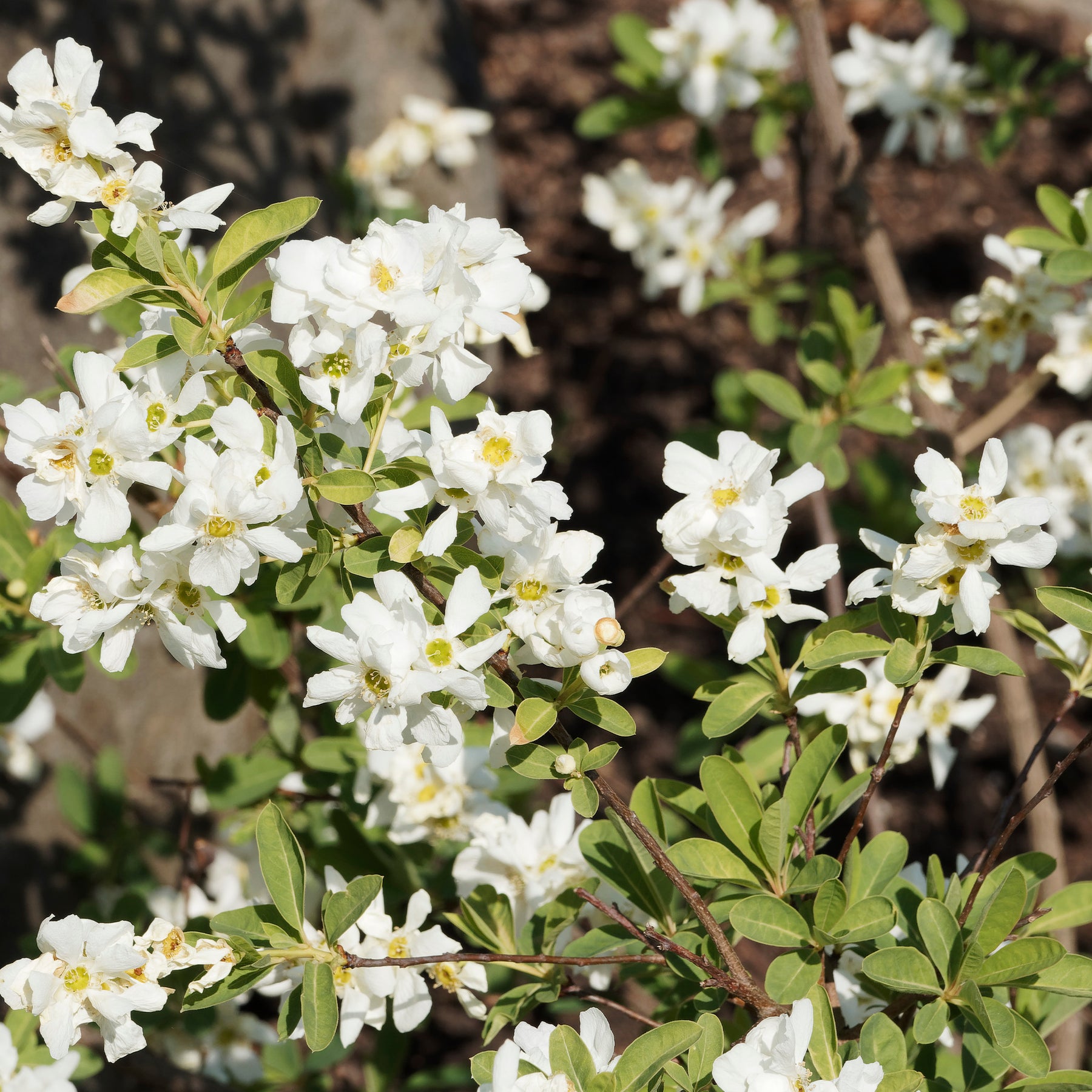 Prunkspiere - Willemse