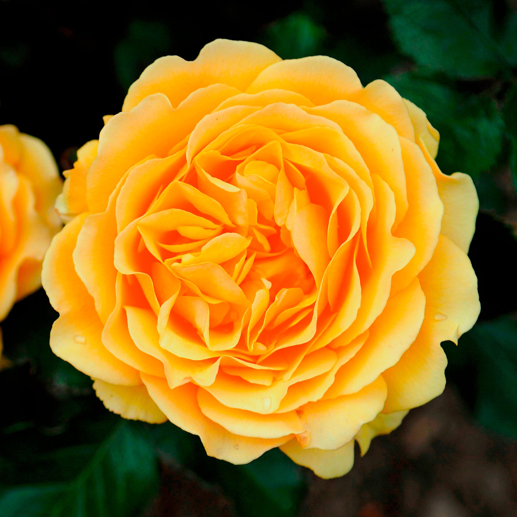 Beetrose Amber Queen ® - Rosa amber queen ® - Willemse