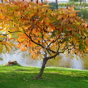 Verkauf Essigbaum - Rhus typhina