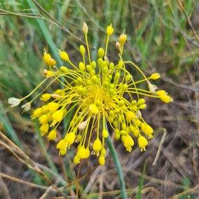 Allium flavum - Gelber Lauch - Stauden