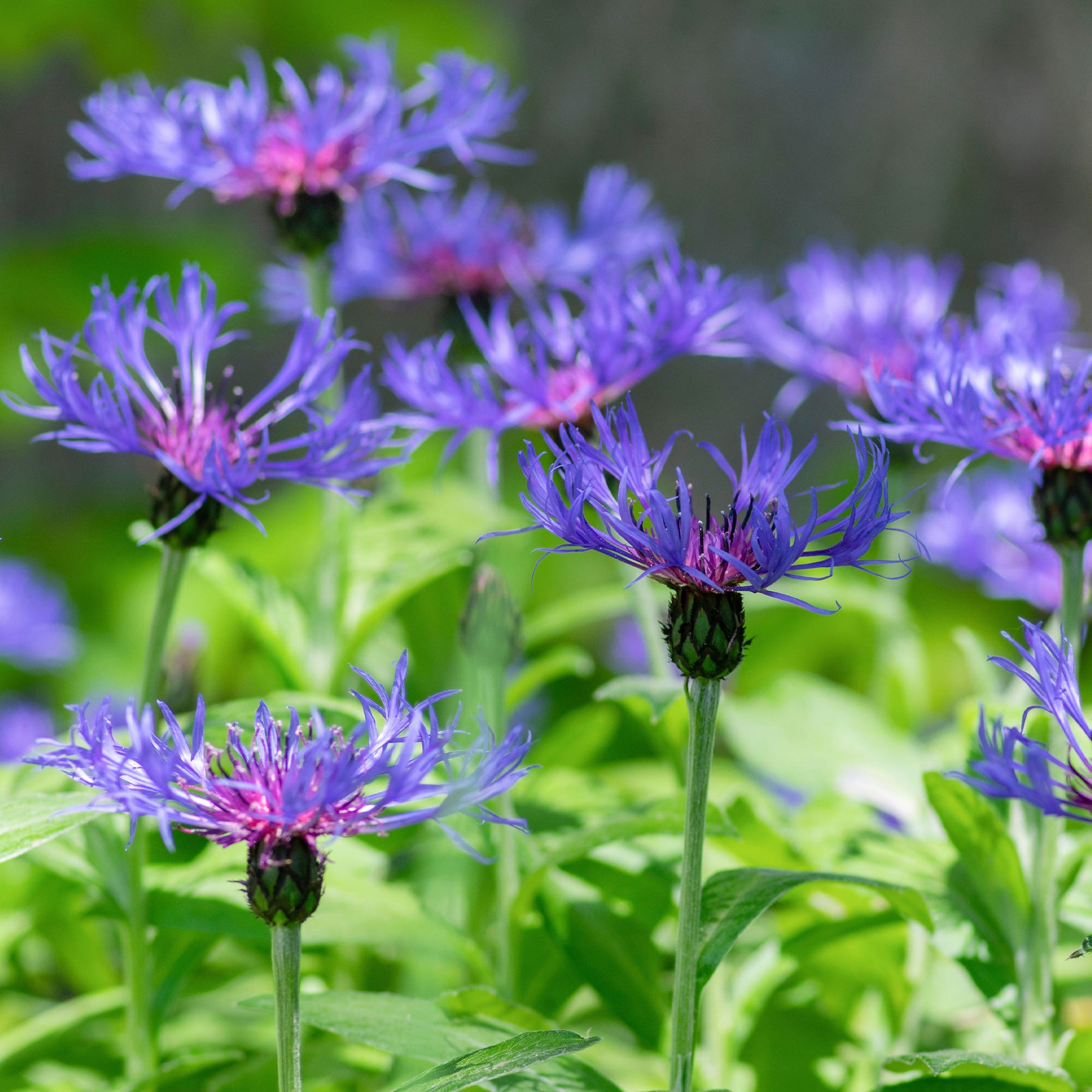 Berg-Flockenblume - Willemse
