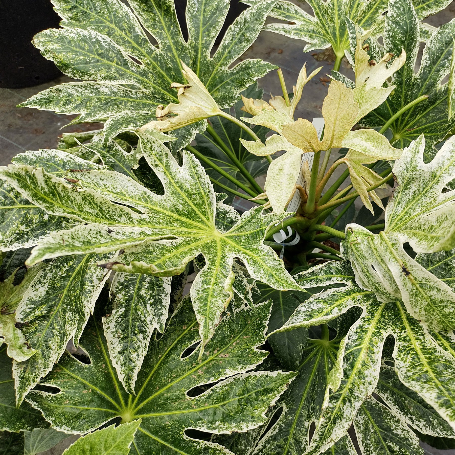 Zimmeraralie ‘Spider’s Web’ - Fatsia japonica Spider Web - Willemse