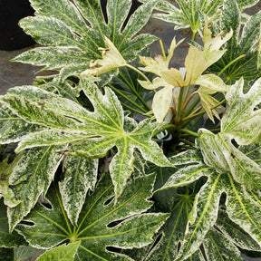 Zimmeraralie ‘Spider’s Web’ - Fatsia japonica Spider Web - Willemse