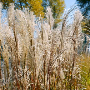 Chinaschilf Malepartus - Miscanthus sinensis malepartus - Willemse