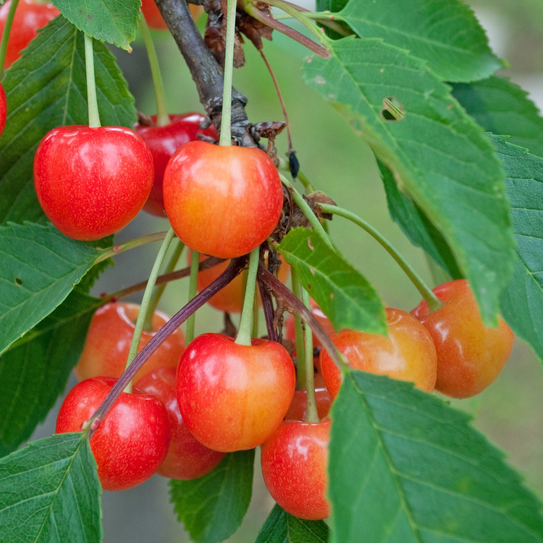 Prunus avium coeur de pigeon - Kirschbaum Taubenherz - Kirschbäume