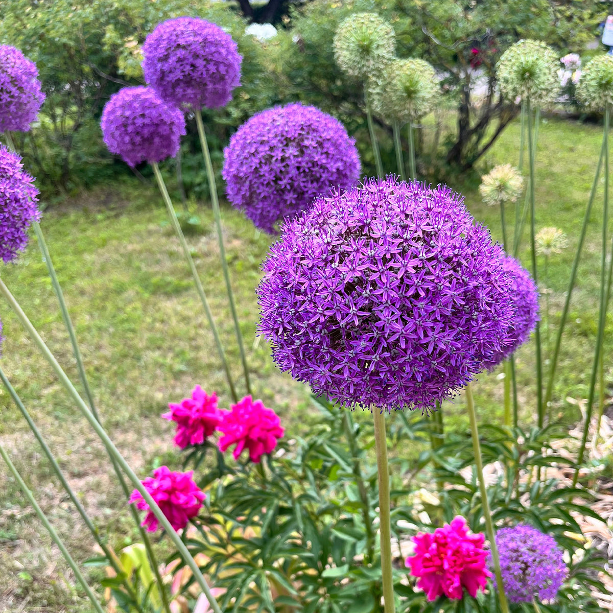 Zierlauch Gladiator - Allium Gladiator - Willemse