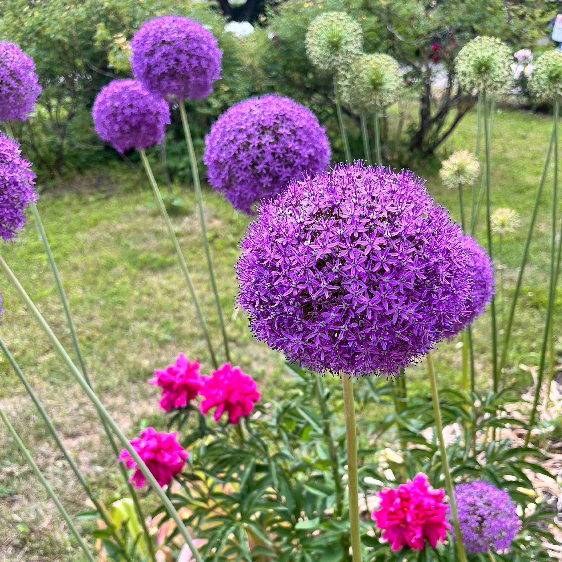 Zierlauch Gladiator - Allium Gladiator - Willemse