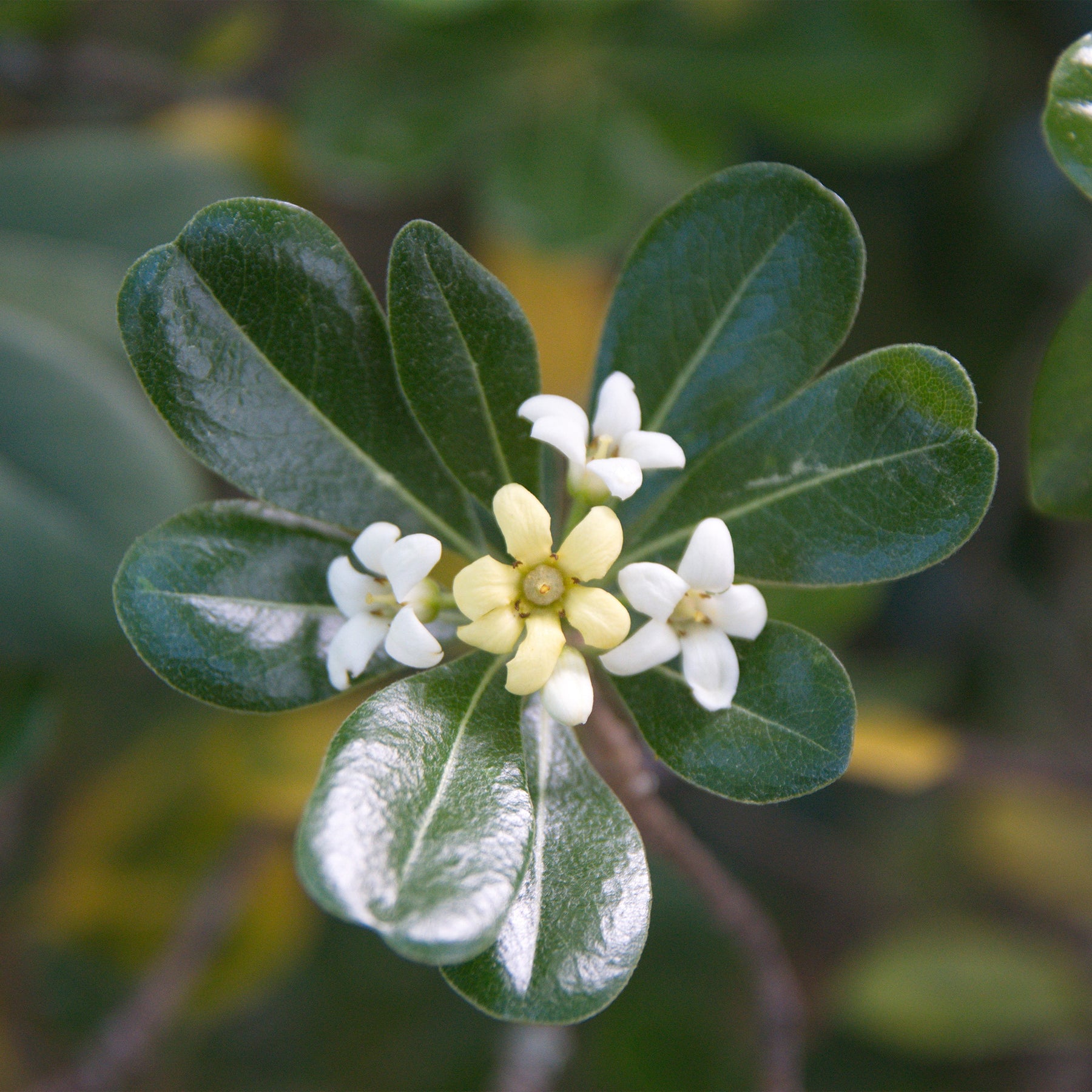 Pittosporum tobira - Chinesischer Klebsame - Immergrüne Sträucher