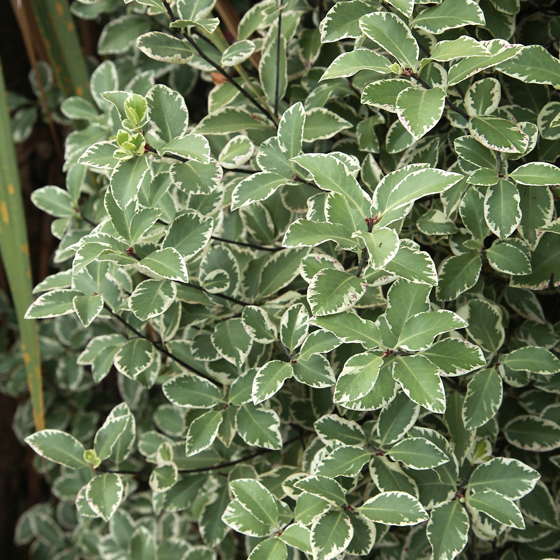 Immergrüne Sträucher - Pittosporum 'Variegatum' - Pittosporum tenuifolium Variegatum