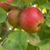 Apfelbaum Rode Boskoop - Malus domestica Rode Boskoop - Willemse