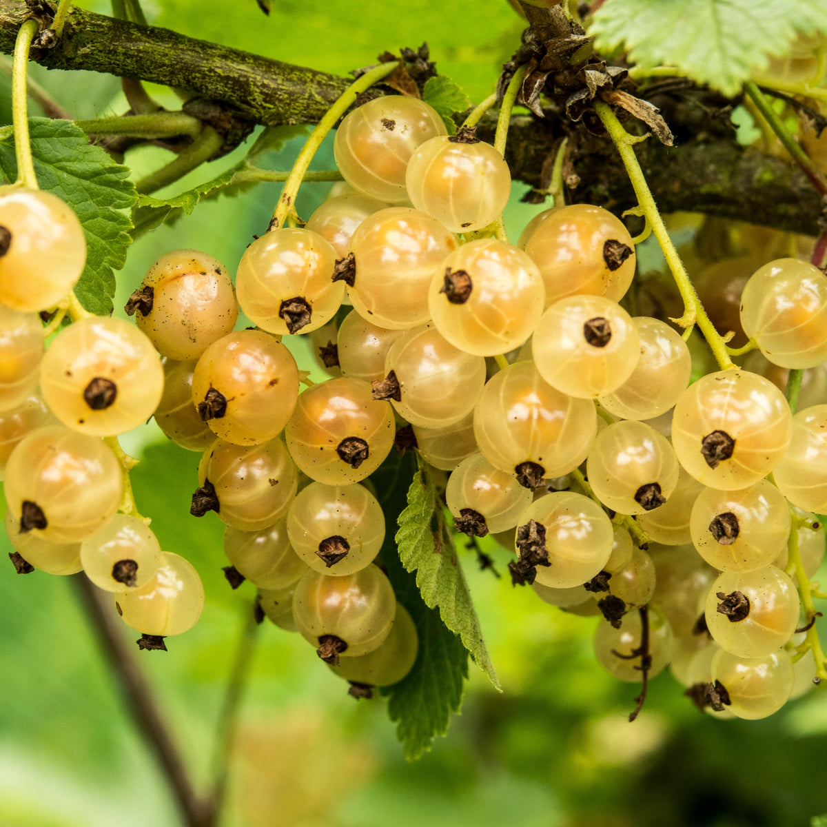 Weiße Johannisbeere Witte Hollander - Ribes rubrum Witte Hollander - Willemse