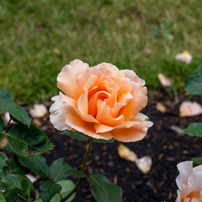 Edelrose Just Joey ® - Rosa just joey ® - Willemse