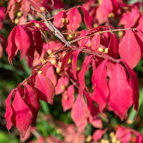 Pfaffenhütchen - Euonymus phellomanus - Willemse