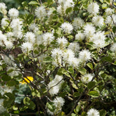 Federbuschstrauch - Fothergilla major - Willemse