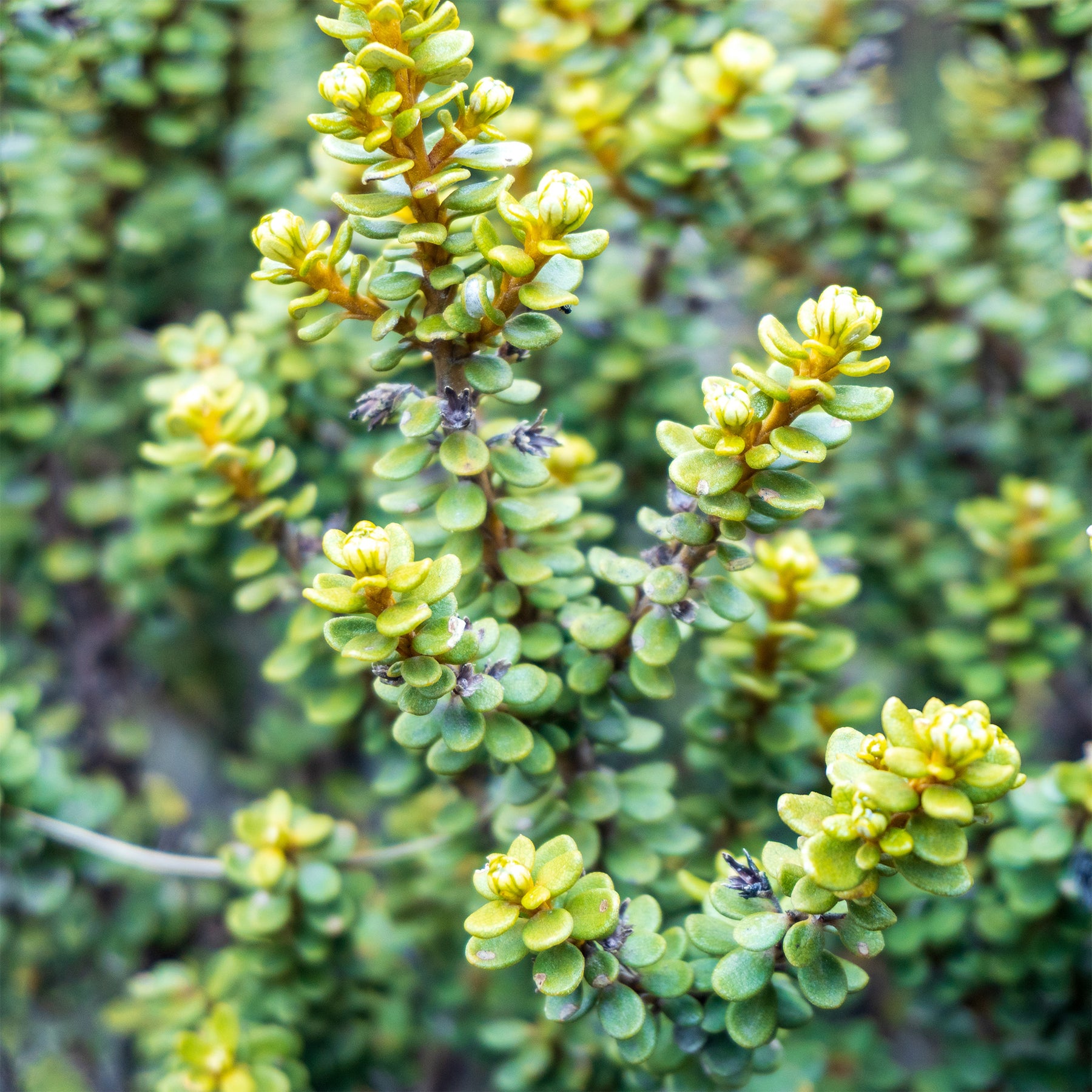 Gänseblümchenstrauch - Olearia nummulariifolia - Willemse