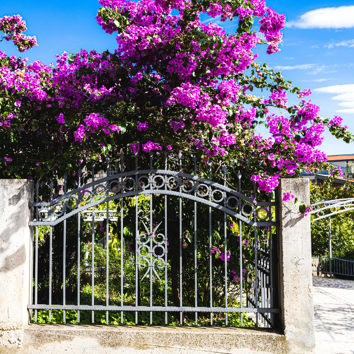 Bougainvillea Violet de Mèze - Bougainvillea ‘Violet de Meze’ - Bougainvillea