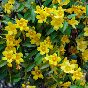 Carolina-Jasmin - Gelsemium sempervirens - Willemse