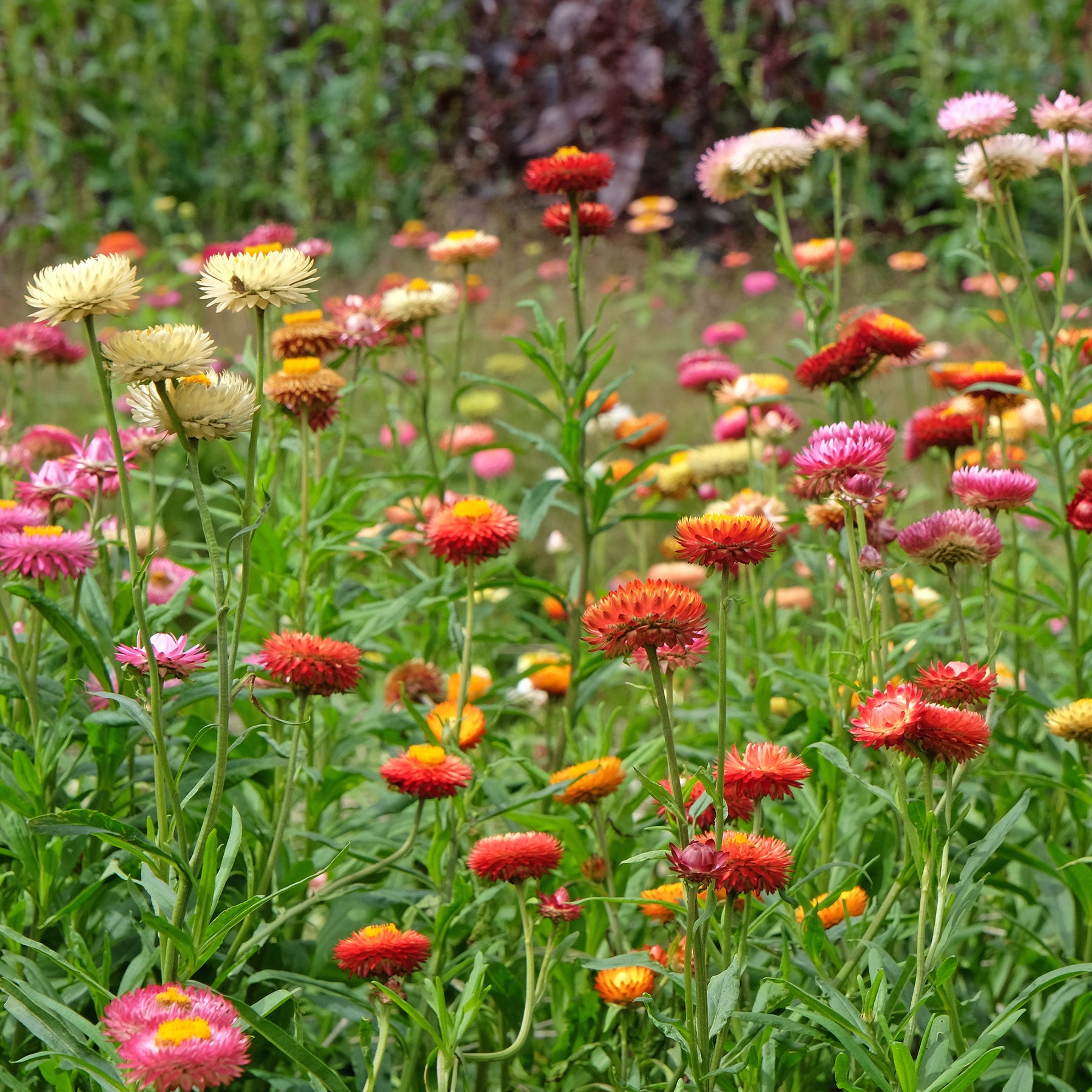 Strohblumen Mischung - Xerochrysum bracteatum - Willemse