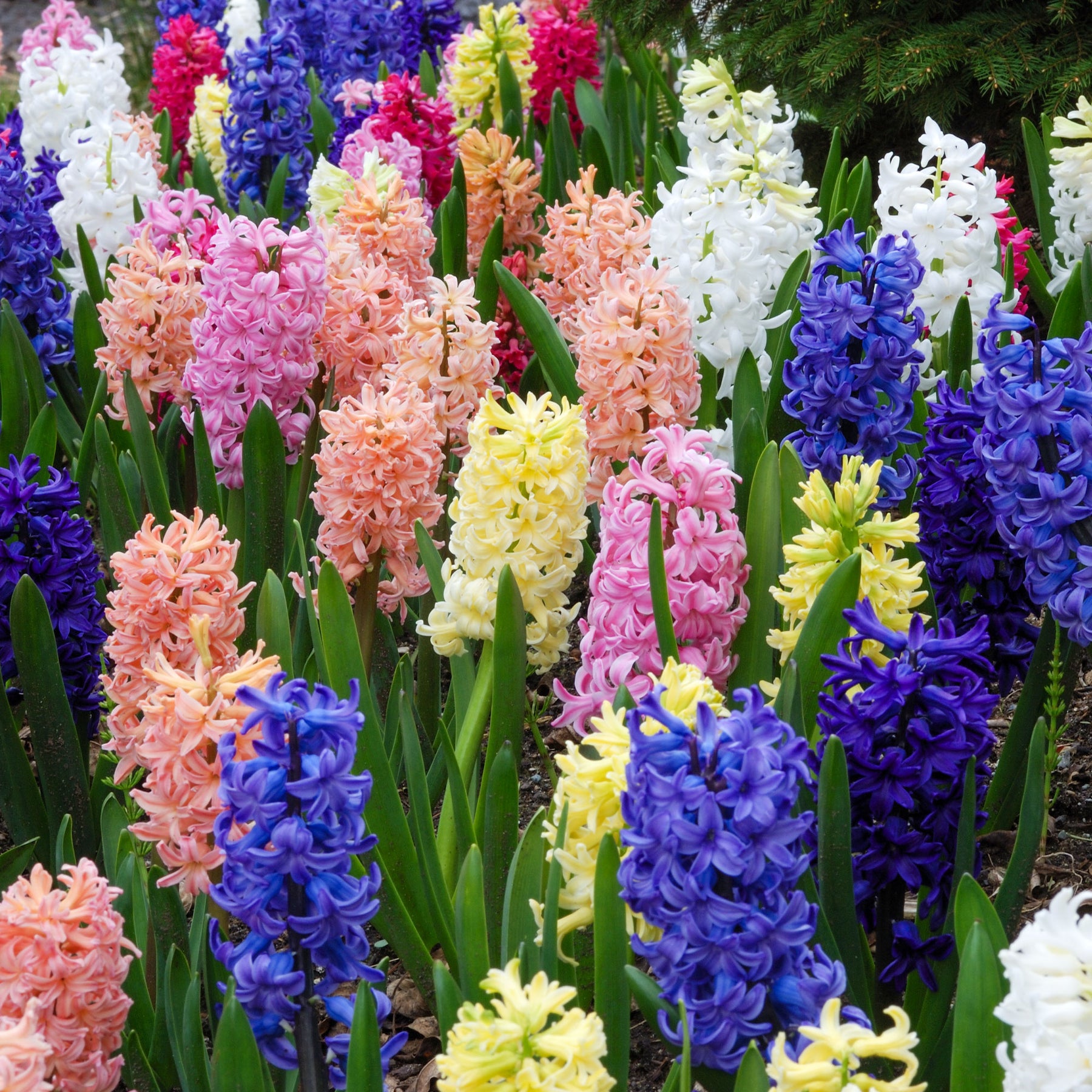 Hyazinthen Mischung - Hyacinthus orientalis - Willemse