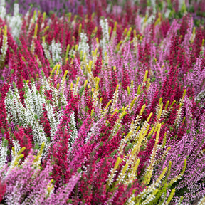 Sommerheide Mischung (x6) - Calluna vulgaris - Willemse