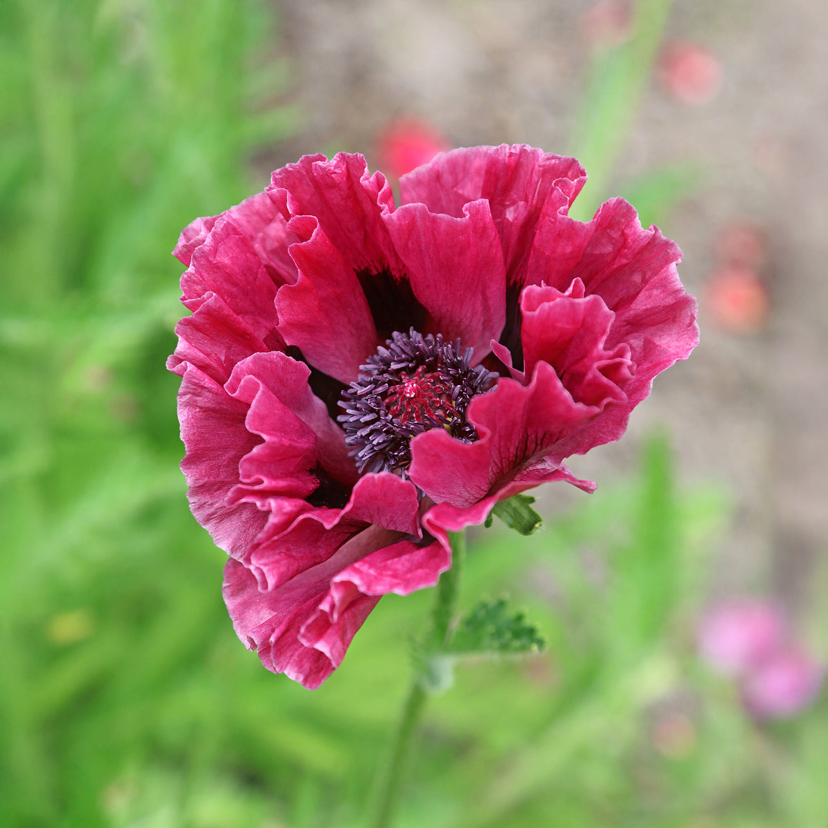 Orientalischer Mohn Manhattan (x3) - Willemse