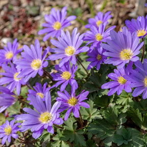 Anemone blanda Blue Shades - Balkan-Windröschen 'Blue Shades' (x30) - Anemonen-Zwiebeln