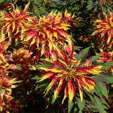 Essbare Amaranth 'Garden Select' - Amaranthus gangeticus Splendens Perfecta - Willemse