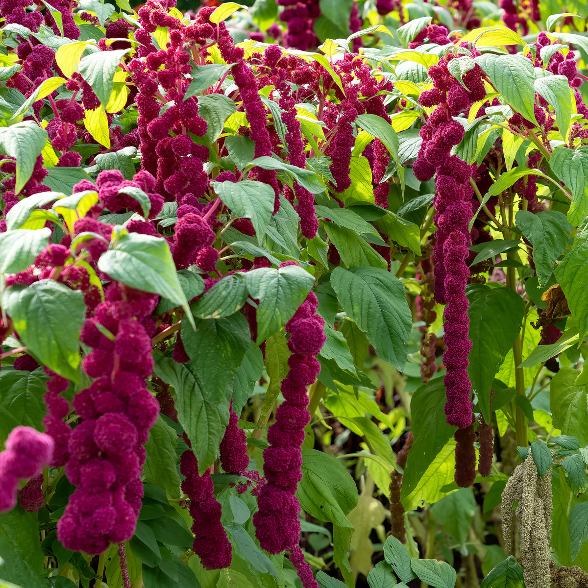 Amaranthus gibbeus - Fuchsschwanz Dreadlocks - Willemse