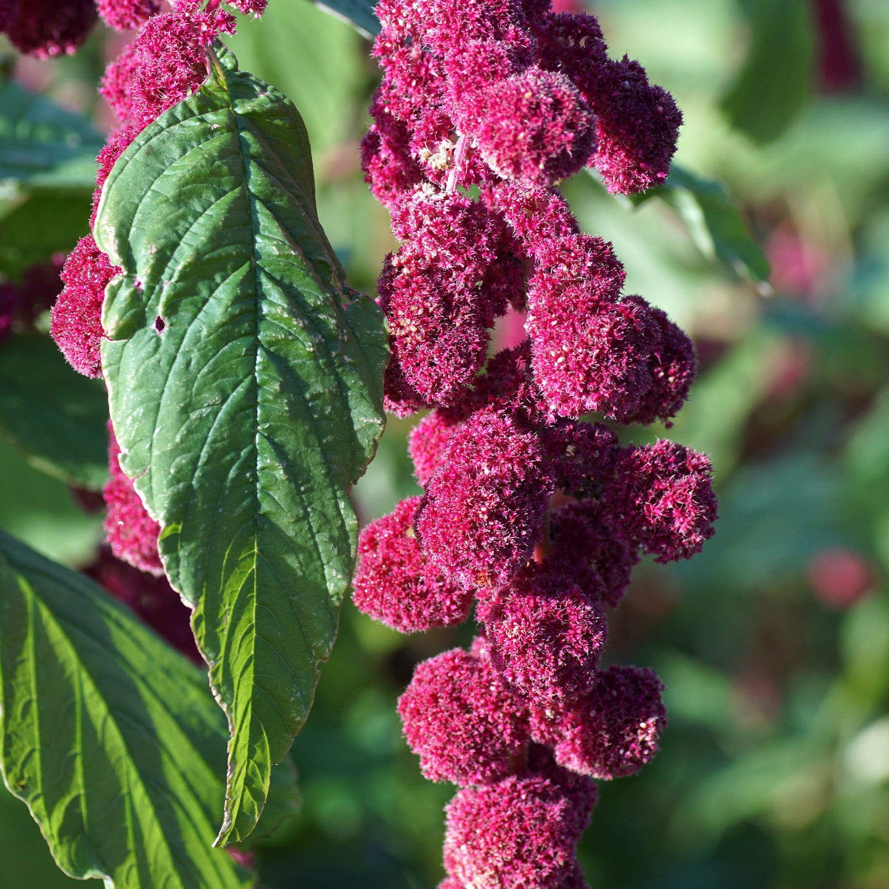 Amaranthus gibbeus - Fuchsschwanz Dreadlocks - Amaranthus caudatus gibbosus - Willemse