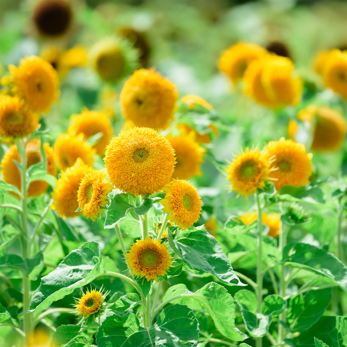 Helianthus annuus teddy bear - Sonnenblume Teddy Bear - Samen für einjährige Blumen